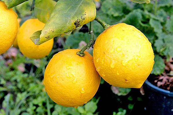 Бергамот (бергамотный апельсин) 