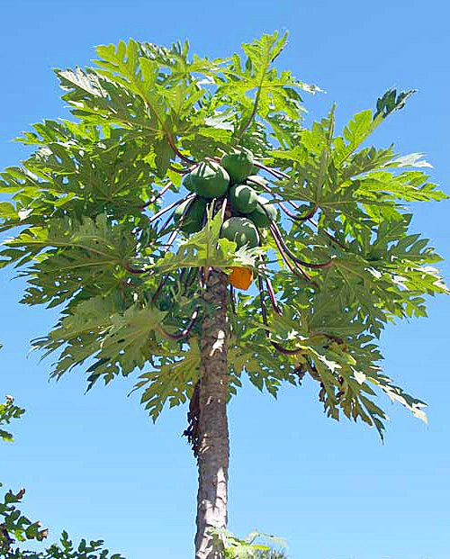 Папайя (дынное дерево) 