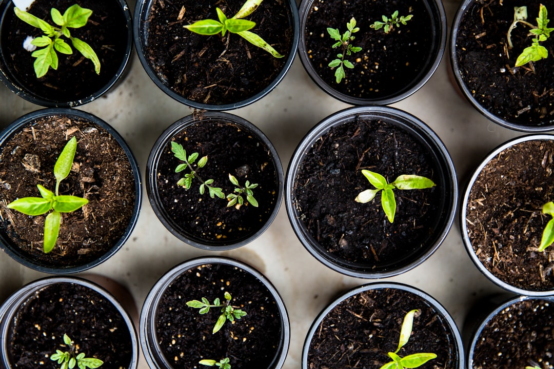 creative-03 Urban Gardening – Raising tomatoes for self support